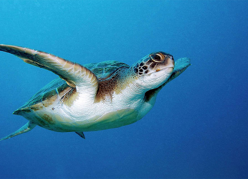 gobelek-caretta-caretta-card.jpg