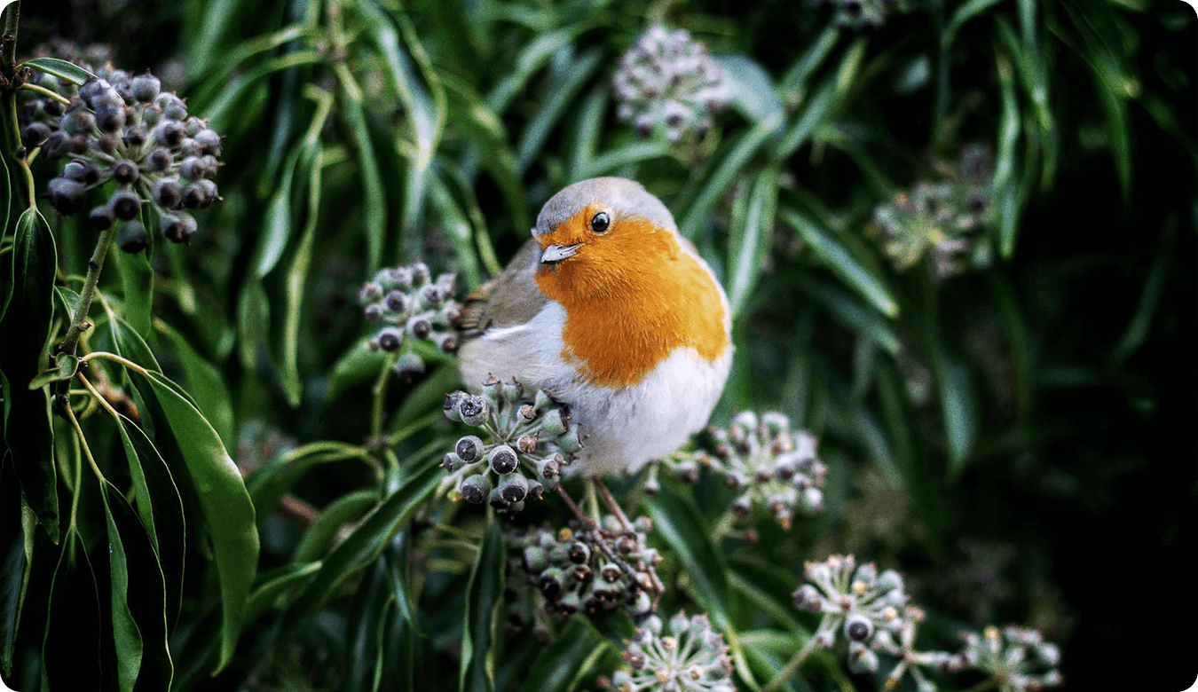 gobelek-kus-cenneti-banner.png (1)