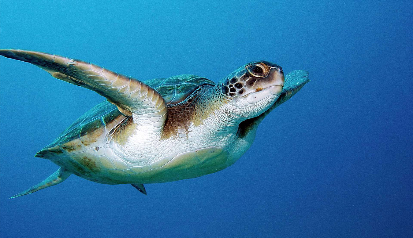 gobelek-caretta-caretta-banner.jpg
