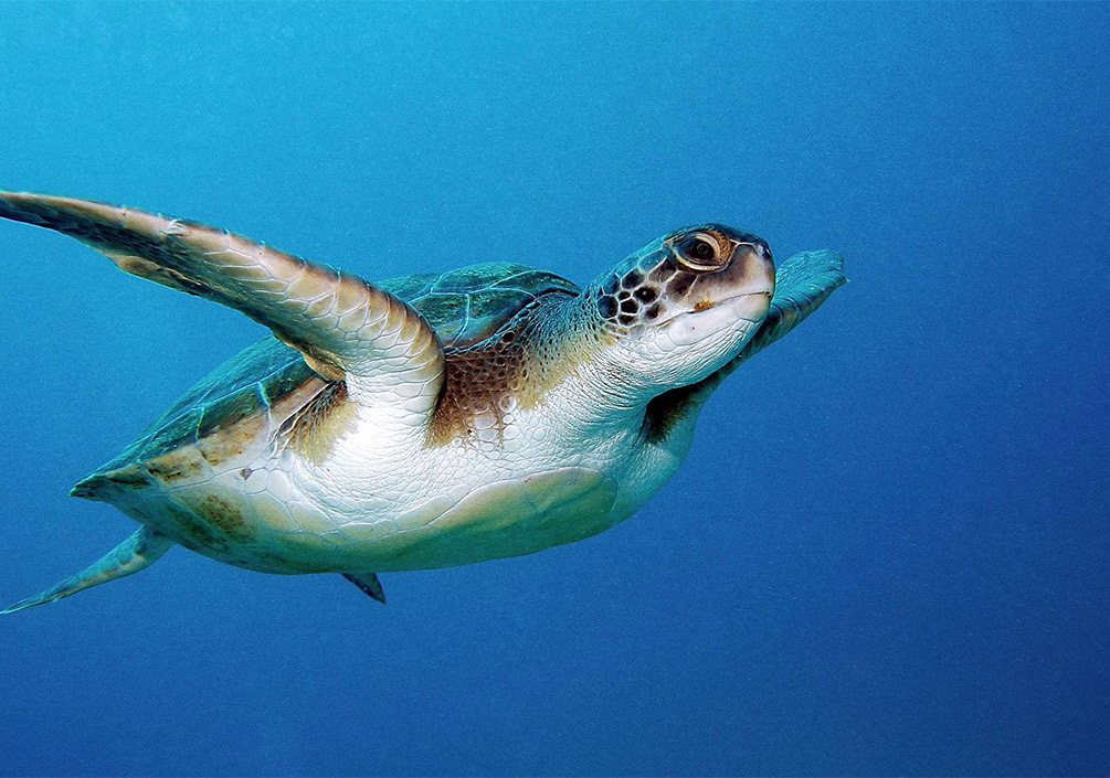 Antik Dünyanın Hediyesi: Caretta Carettalar